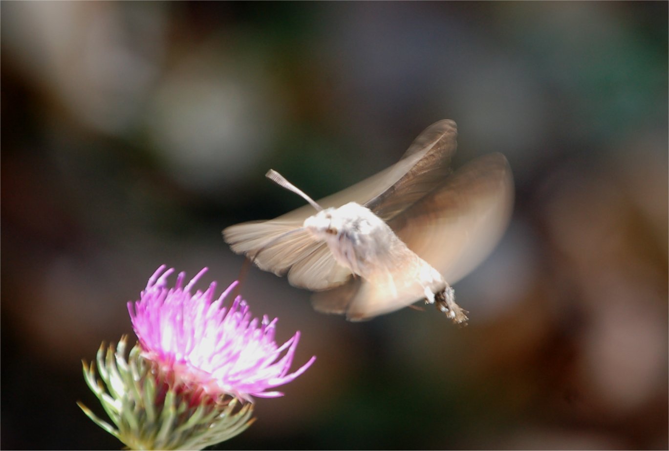 frequenza del battito in Macroglossum stellatarum